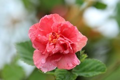 拍摄花卉一（1243）