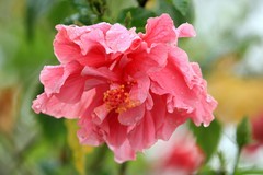 拍摄花卉一（1243）