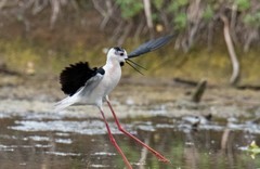 鸟中仙子---黑翅长脚鹬（十六）