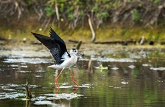鸟中仙子---黑翅长脚鹬（十六）