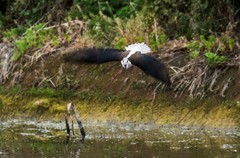 鸟中仙子---黑翅长脚鹬（十六）