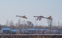 天鹅来了（一）