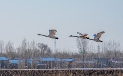 天鹅来了（一）