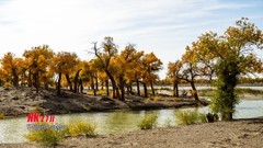 黑水城的胡杨（2）