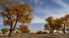 黑水城的胡杨（2）