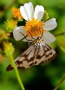 1276【不老松：二游海南纪实】临高长島兰湾的蝴蝶！