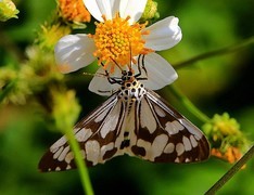 1276【不老松：二游海南纪实】临高长島兰湾的蝴蝶！