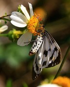 1276【不老松：二游海南纪实】临高长島兰湾的蝴蝶！