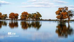 黑水城的胡杨（2）