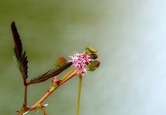 1275【不老松：二游海南纪实】临高长島兰湾的含羞草！