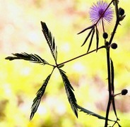 1275【不老松：二游海南纪实】临高长島兰湾的含羞草！