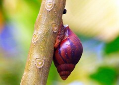 1277【不老松：二游海南纪实】临高长島兰湾的蝸牛！