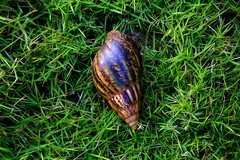 1277【不老松：二游海南纪实】临高长島兰湾的蝸牛！