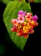 1466【不老松：二游海南纪实】临高长島兰湾的马缨单花！