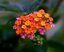 1466【不老松：二游海南纪实】临高长島兰湾的马缨单花！