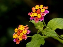 1466【不老松：二游海南纪实】临高长島兰湾的马缨单花！