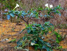 1467【不老松：二游海南纪实】临高长島兰湾的曼陀罗！