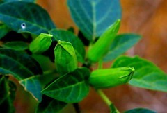 1467【不老松：二游海南纪实】临高长島兰湾的曼陀罗！