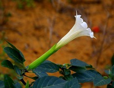 1467【不老松：二游海南纪实】临高长島兰湾的曼陀罗！