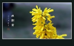 风摇花枝闪金霞，婆娑连翘舞靓花