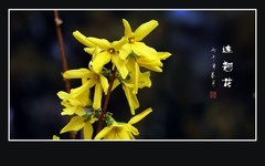 风摇花枝闪金霞，婆娑连翘舞靓花