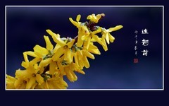 风摇花枝闪金霞，婆娑连翘舞靓花