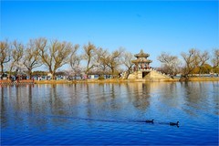 2026年第0220贴 - 颐和园西堤桃花纪实（0402）