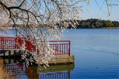 2026年第0220贴 - 颐和园西堤桃花纪实（0402）