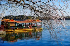 2026年第0220贴 - 颐和园西堤桃花纪实（0402）