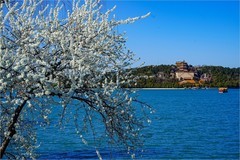 2026年第0219贴 - 颐和园西堤桃花纪实（0402）