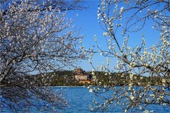 2026年第0219贴 - 颐和园西堤桃花纪实（0402）