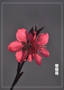 碧桃花2
