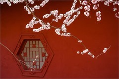 2026年第0221贴 - 天津桃花堤纪实（0402）