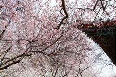 2026年第0221贴 - 天津桃花堤纪实（0402）