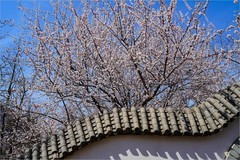 2026年第0221贴 - 天津桃花堤纪实（0402）