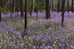 满园春色惹人醉