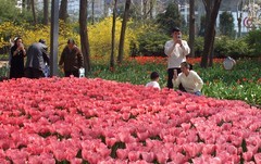 满园春色惹人醉