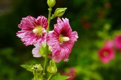 2026117 蜀葵花