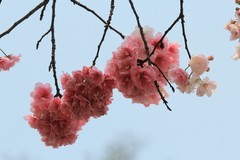 拍摄花卉一（1120）