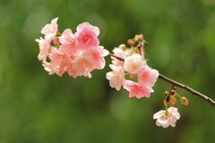 拍摄花卉一（1120）