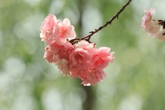 拍摄花卉一（1120）