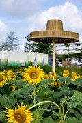 官坦农业公园随拍-1