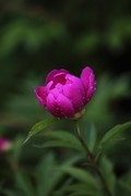 平光芍药