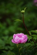 平光芍药
