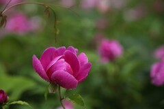 平光芍药