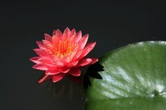 《睡莲花13》