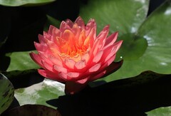 《睡莲花13》