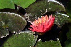 《睡莲花13》