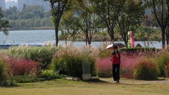 龙湖湿的公园----粉黛乱子草秋拍