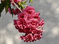 拍摄花卉一（979）